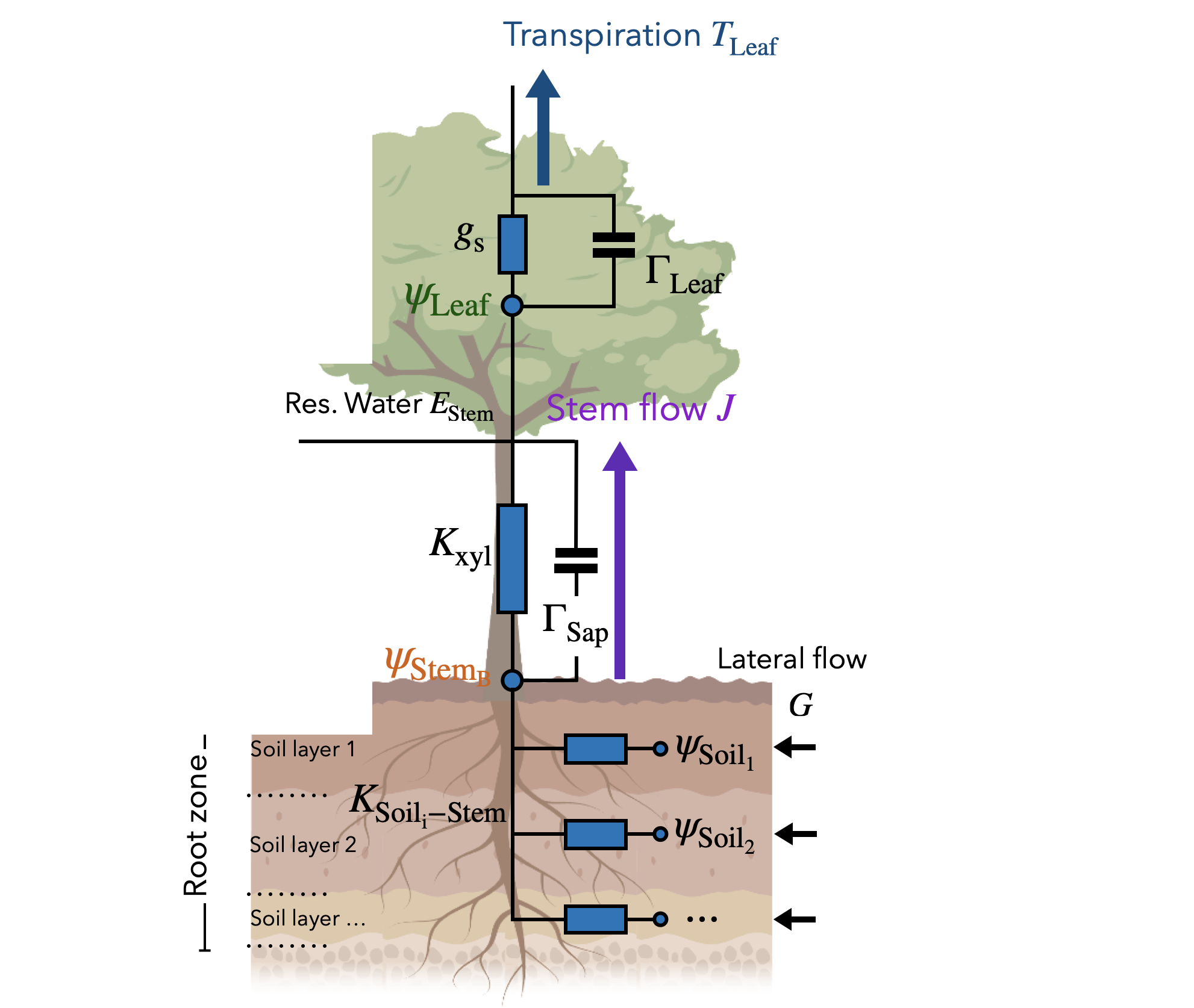 SimPHony model schematic: leaf and stem water potentials (psi_Leaf, psi_Stem) connected through xylem conductivity K_xyl and capacitances Gamma_Leaf/Gamma_Stem, down to per-layer soil water potentials (psi_Soil) via soil-to-stem conductivities K_Soil-Stem and lateral flow G. The figure has five empty boxes drawn into it -- two on the left (near psi_Leaf and psi_Stem_B), three on the right (near Transpiration T_Leaf, Stem flow J, and Lateral flow G) -- which is where the live mini-charts are placed.